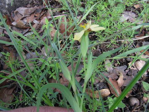 صورة Sisyrinchium tenuifolium Humb. & Bonpl. ex Willd.