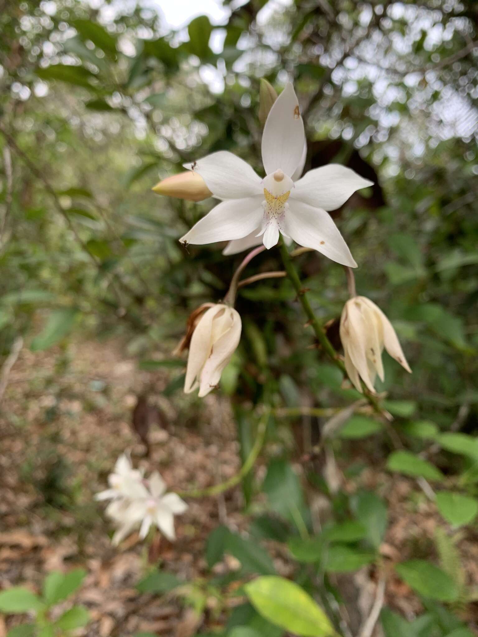 Image of Virgin Mary Orchid