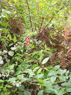 Image of Fuchsia regia (Vand. ex Vell.) Munz