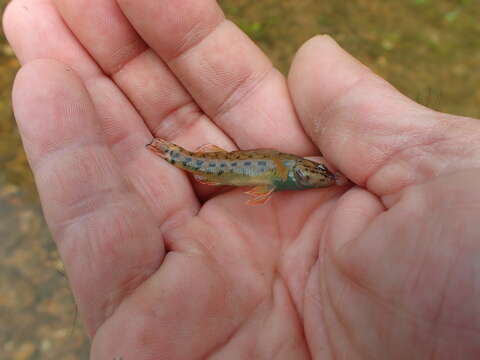 Image of Redline Darter