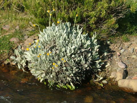 Image of Senecio gilliesianus Hieron.