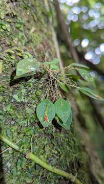 Image of Lepanthes monteverdensis Luer & R. Escobar