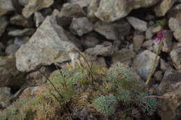 Image of Dicentra peregrina (Rudolph) Makino