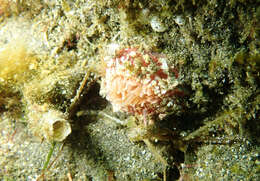 Image of McPeak anemone