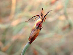 Image de Lepidobolus drapetocoleus F. Muell.