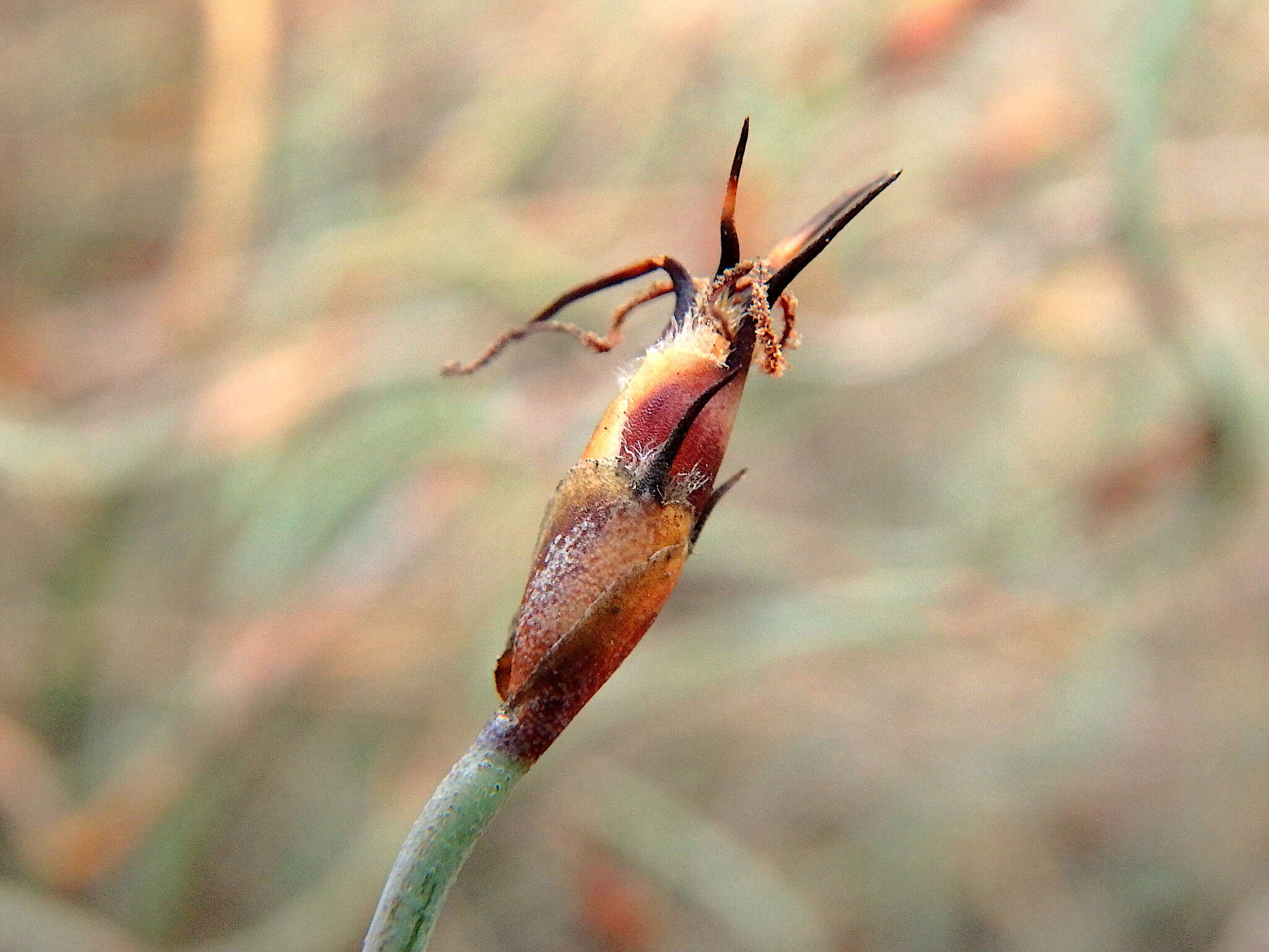 Image de Lepidobolus drapetocoleus F. Muell.