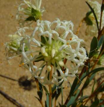 صورة Pimelea angustifolia R. Br.