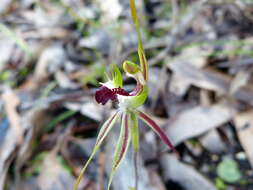 Image of Small spider orchid