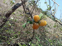 Image of Cordia seleriana Fern.