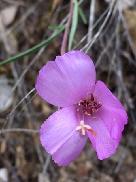 Image of slender clarkia