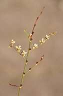 Image of Eriogonum exaltatum M. E. Jones