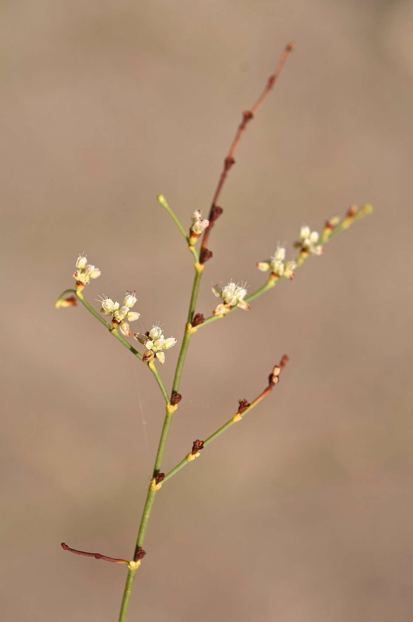 Image of Eriogonum exaltatum M. E. Jones