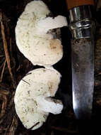 Image of Boletus semigastroideus Nuhn, Manfr. Binder, A. F. S. Taylor, Halling & Hibbett 2013