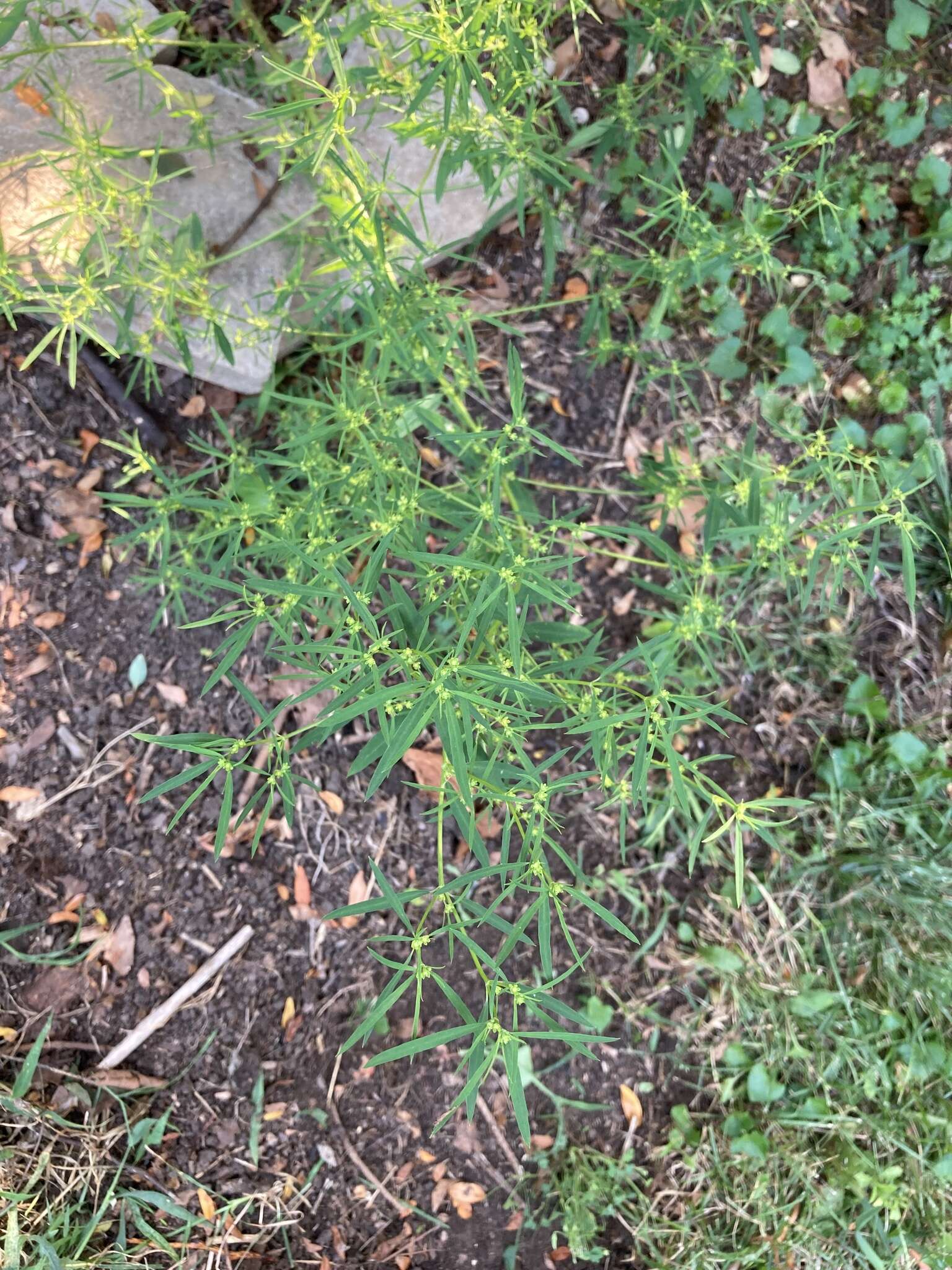 Image of sixangle spurge