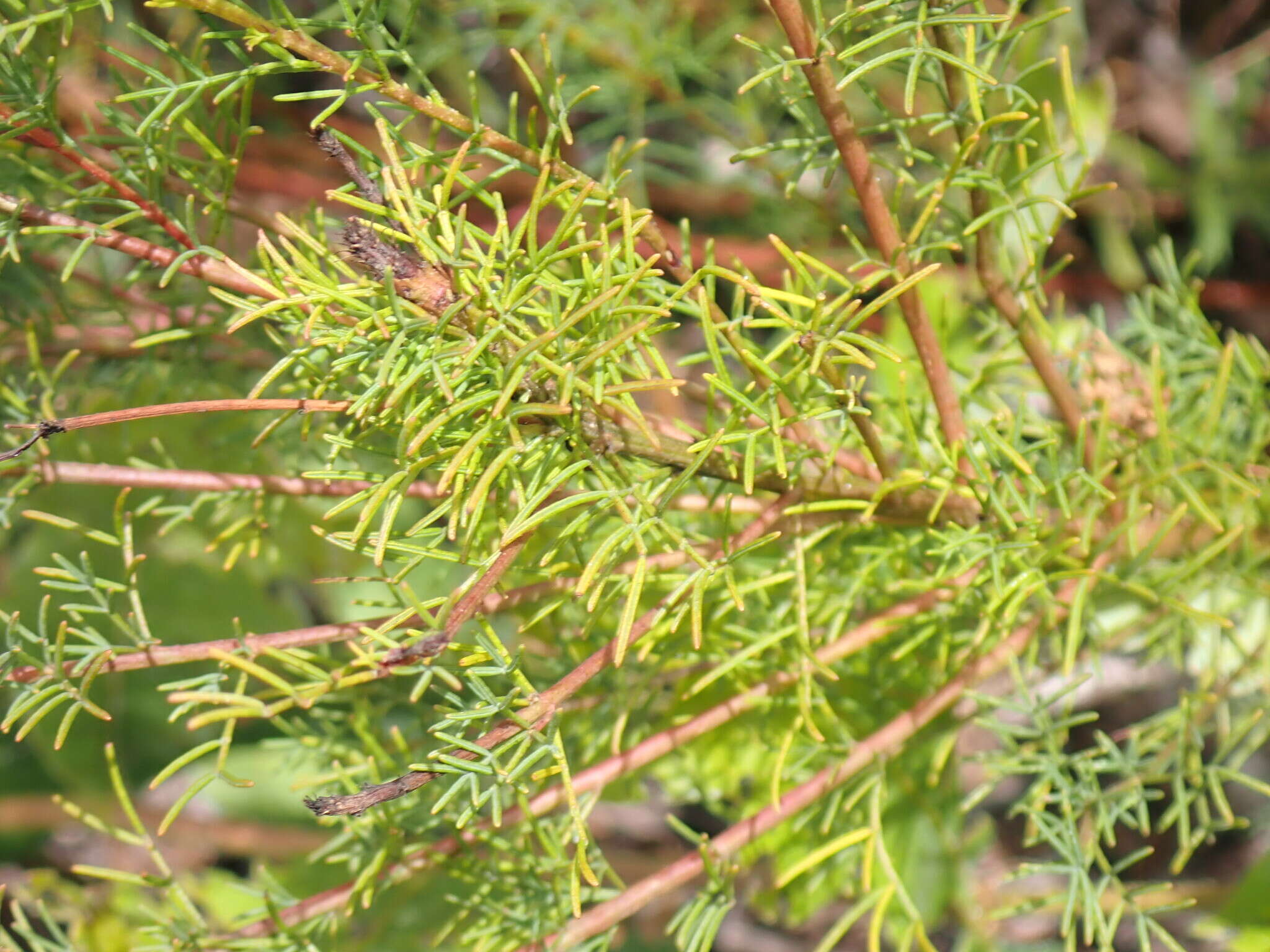 Dalea pinnata var. pinnata resmi