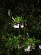 Image of Solanum guineense