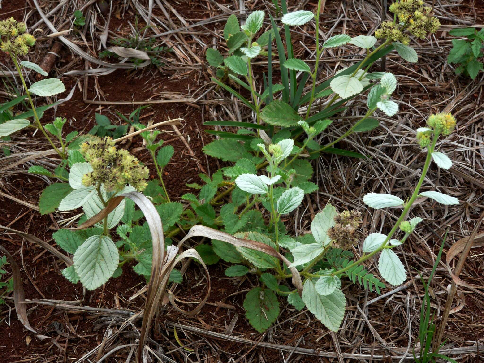 Image of Waltheria communis A. St.-Hil.