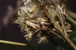 Image of Gyptis pinnatifida Cass.