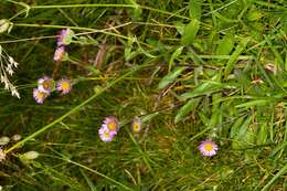 Image of alpine fleabane