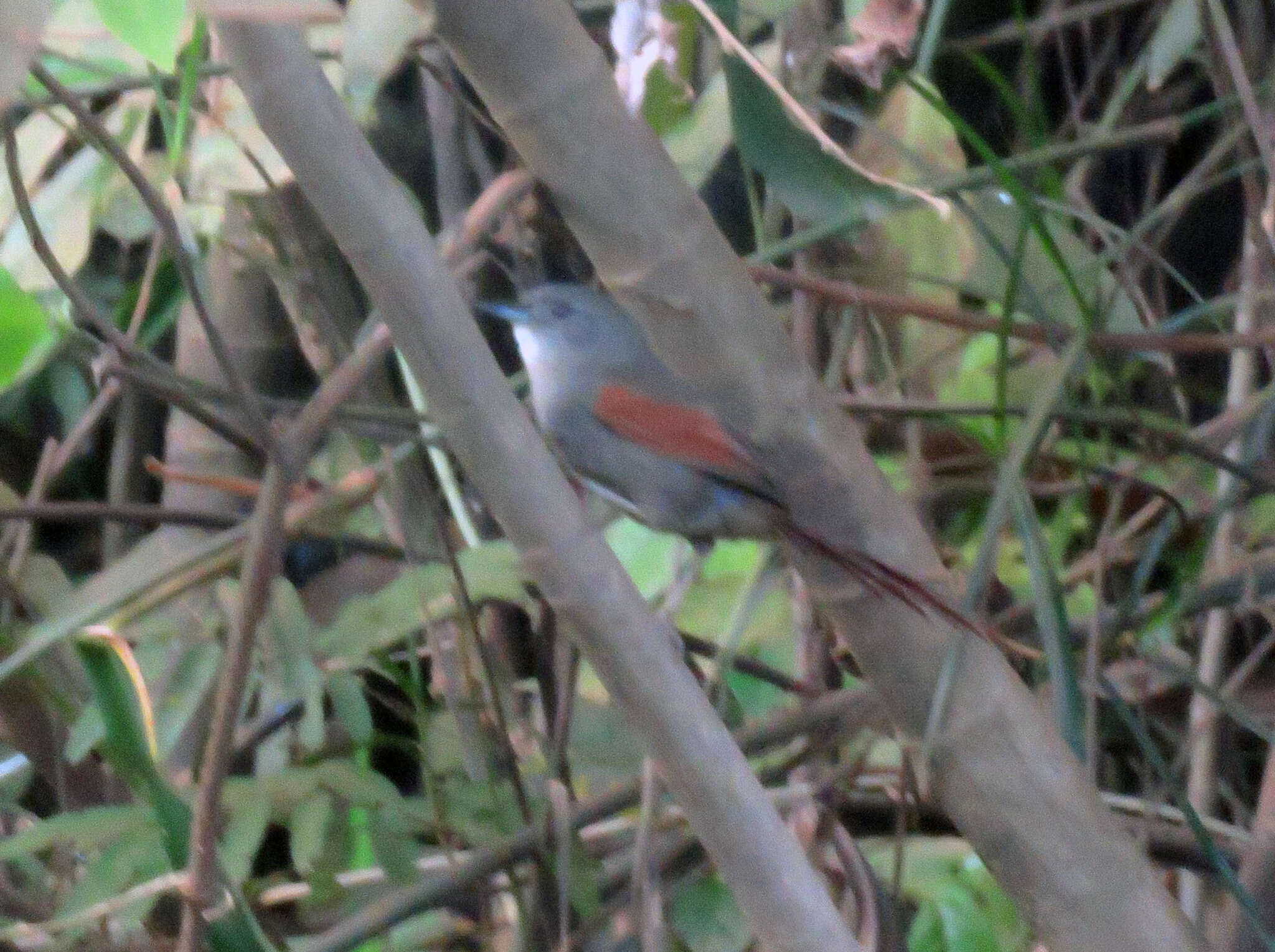 Image of Plain-crowned Spinetail