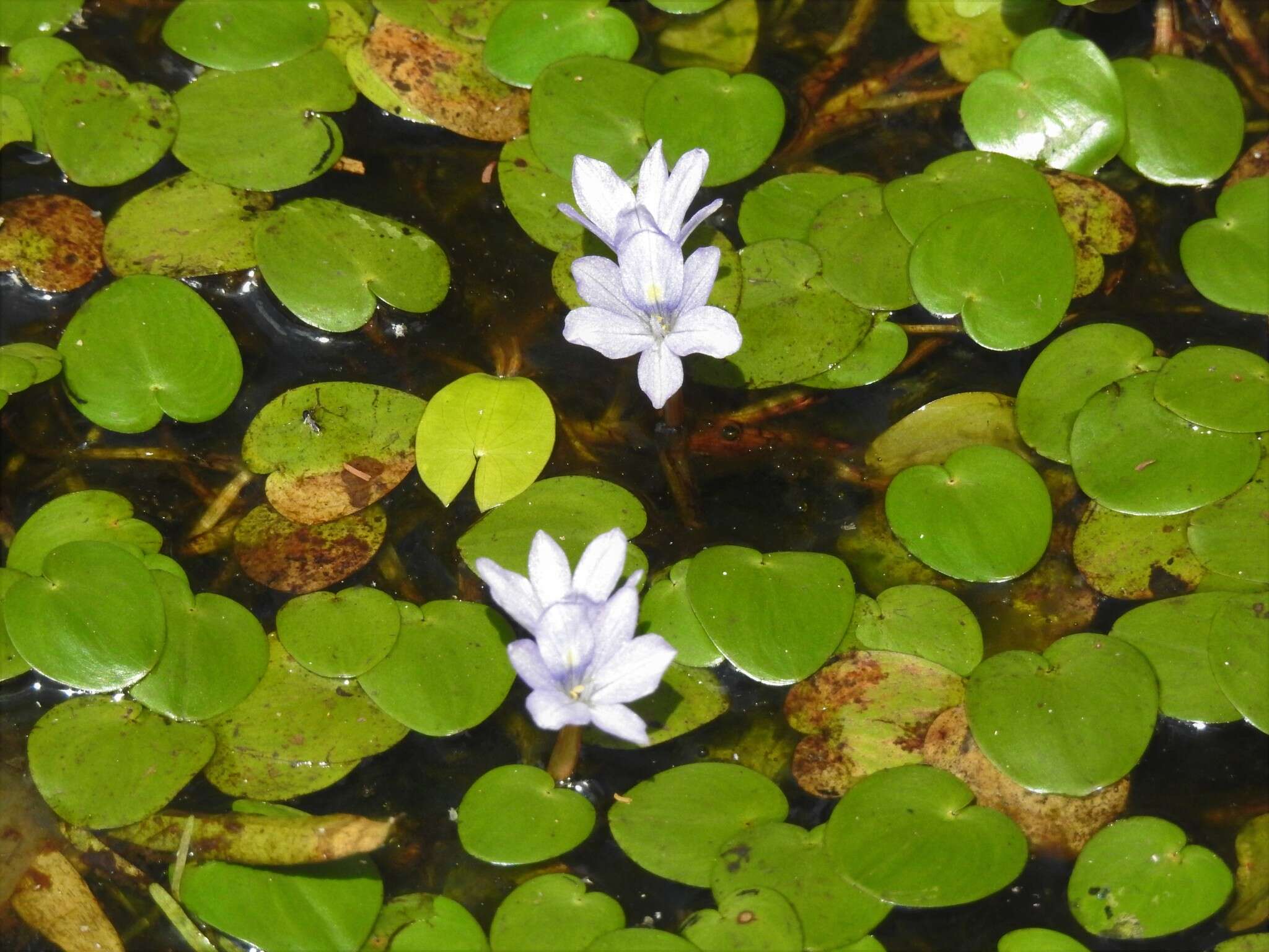 Image of <i>Pontederia diversifolia</i>