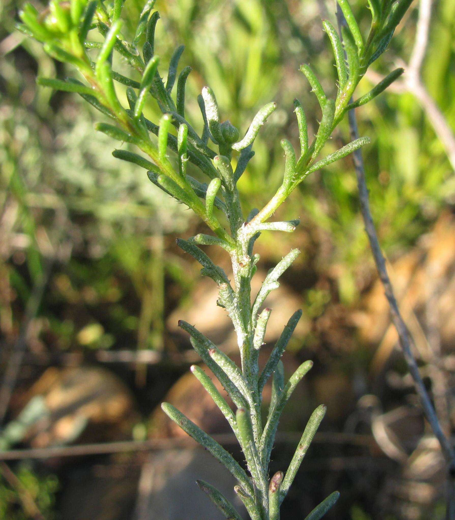 Слика од Chrysocoma tridentata DC.