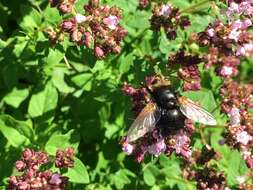 Image de Tachina grossa (Linnaeus 1758)