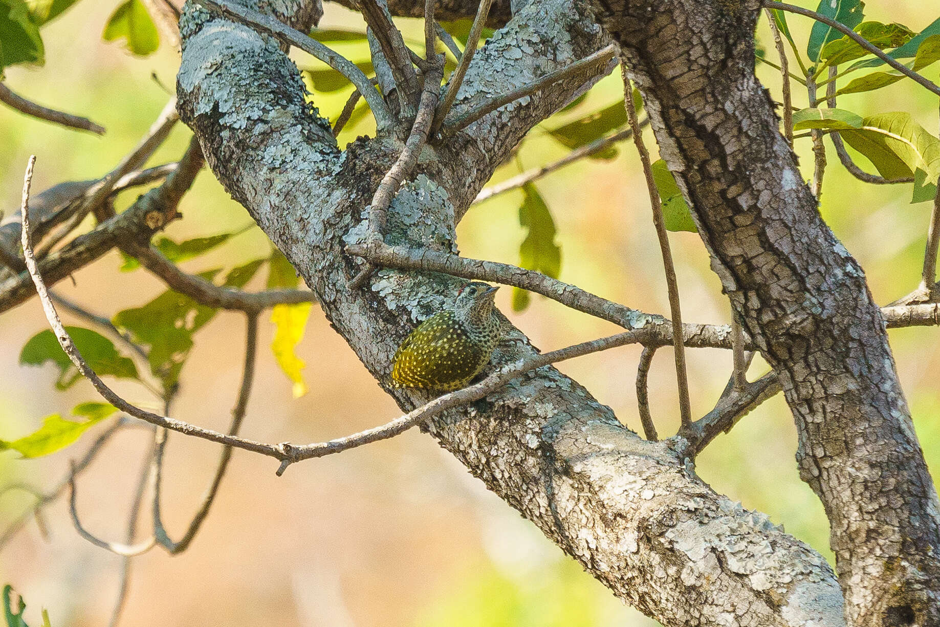 Image of Green-backed Woodpecker