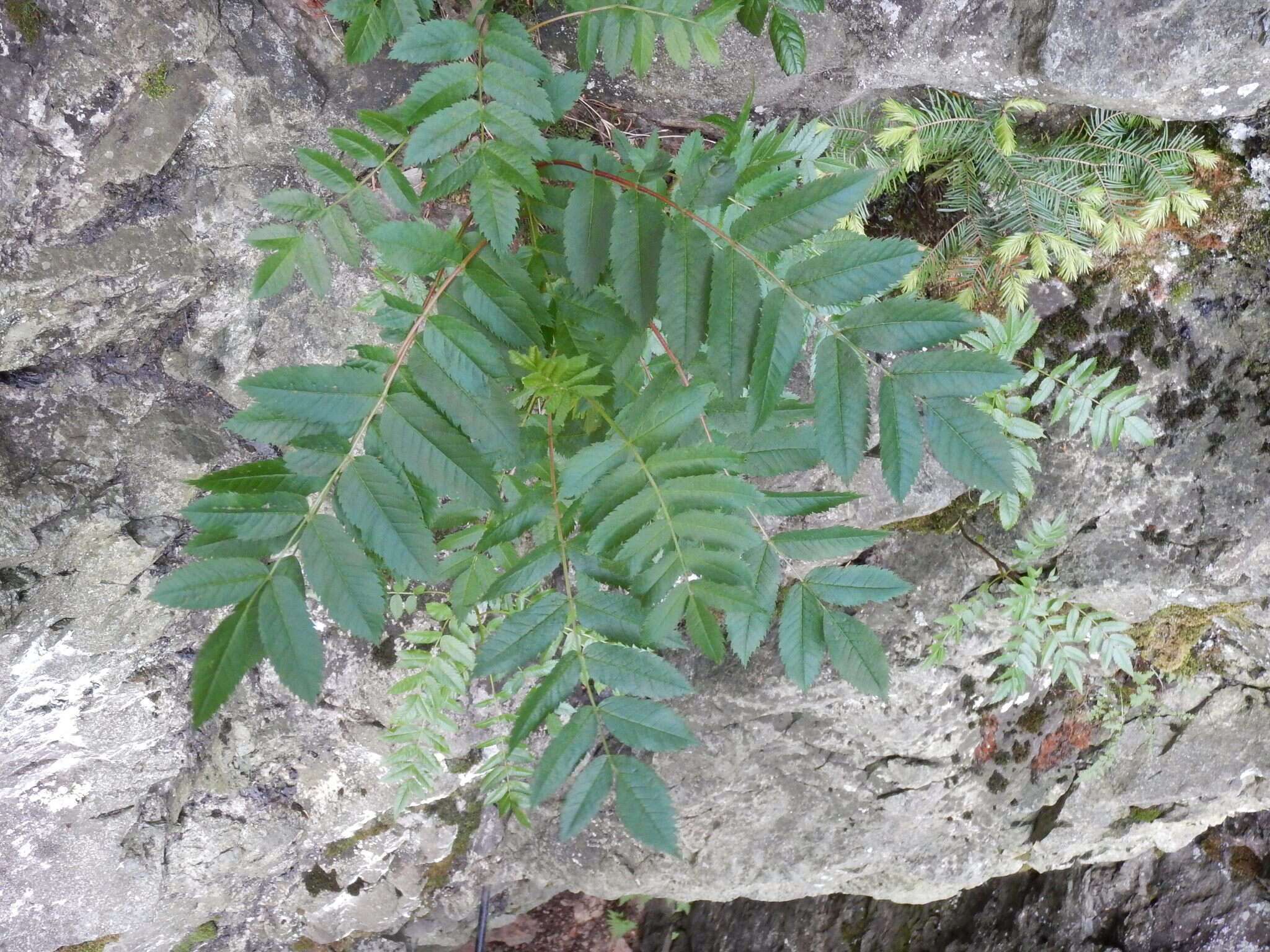 Image of American mountain ash