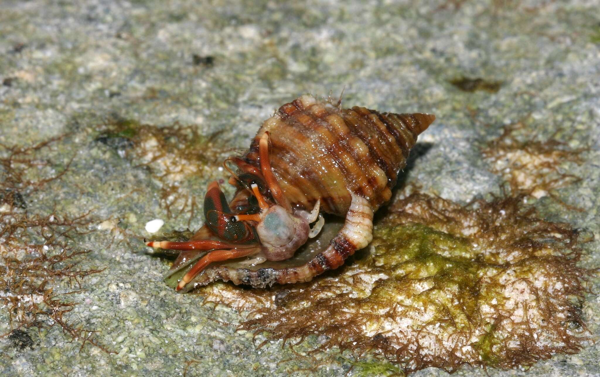 Image of orange claw hermit crab