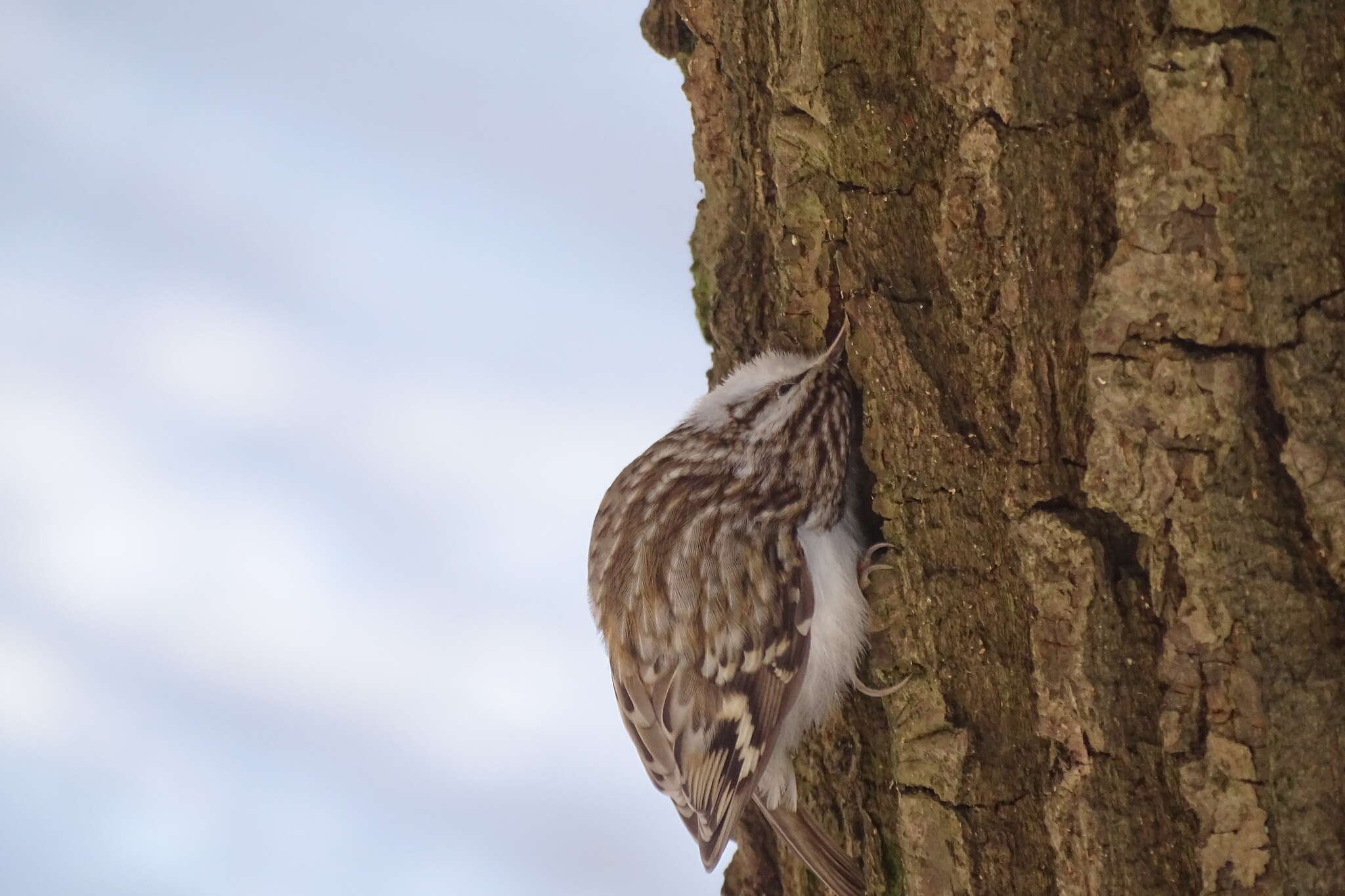 صورة Certhia familiaris familiaris Linnaeus 1758