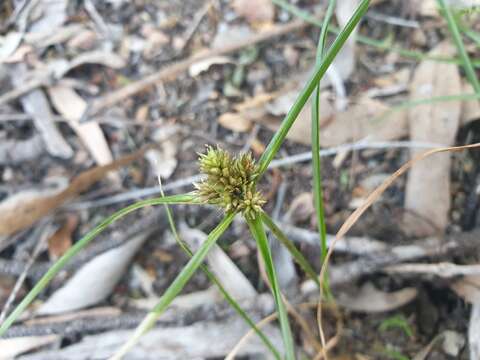 Слика од Cyperus aggregatus (Willd.) Endl.