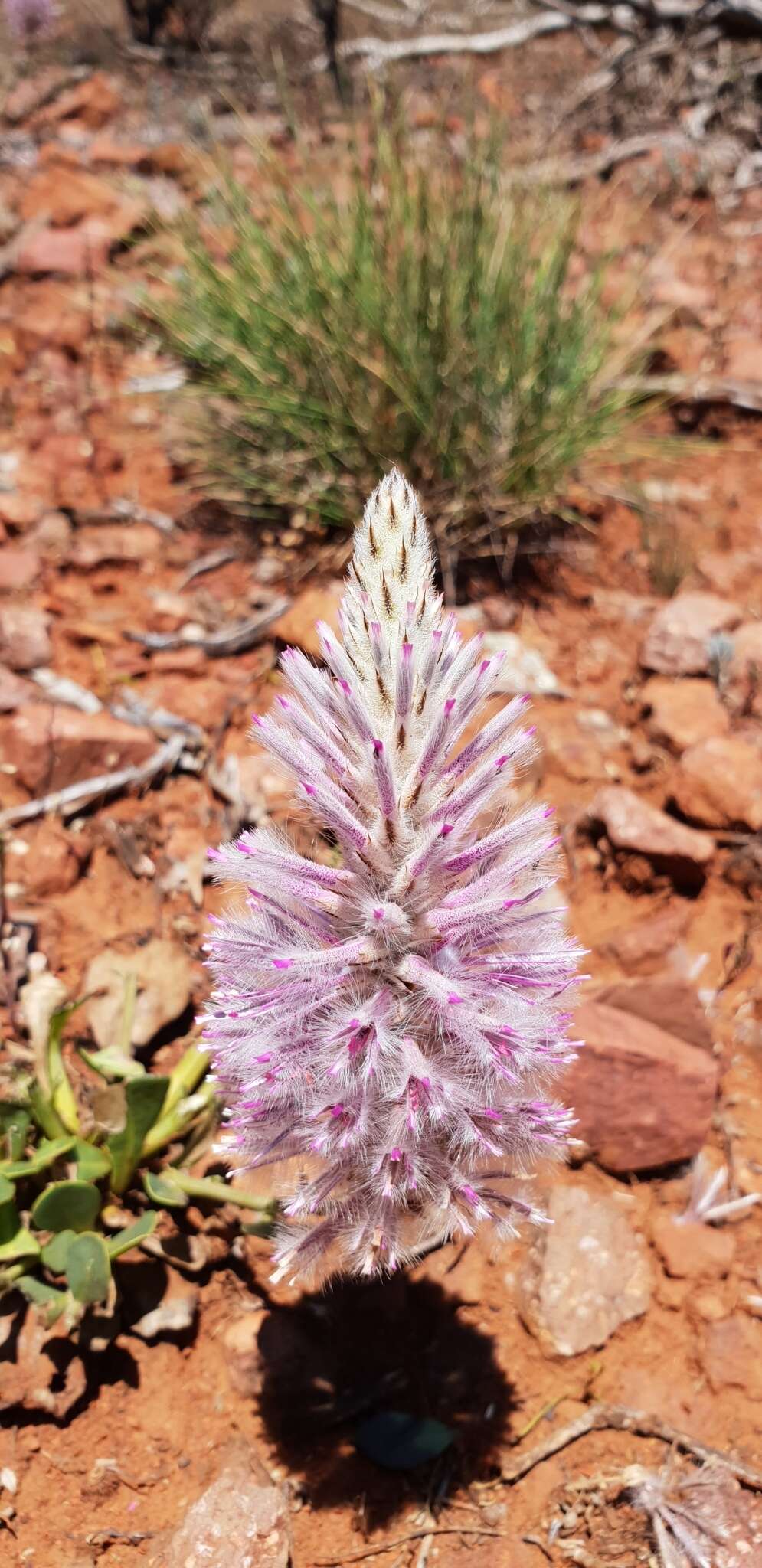 Image of Ptilotus exaltatus Nees