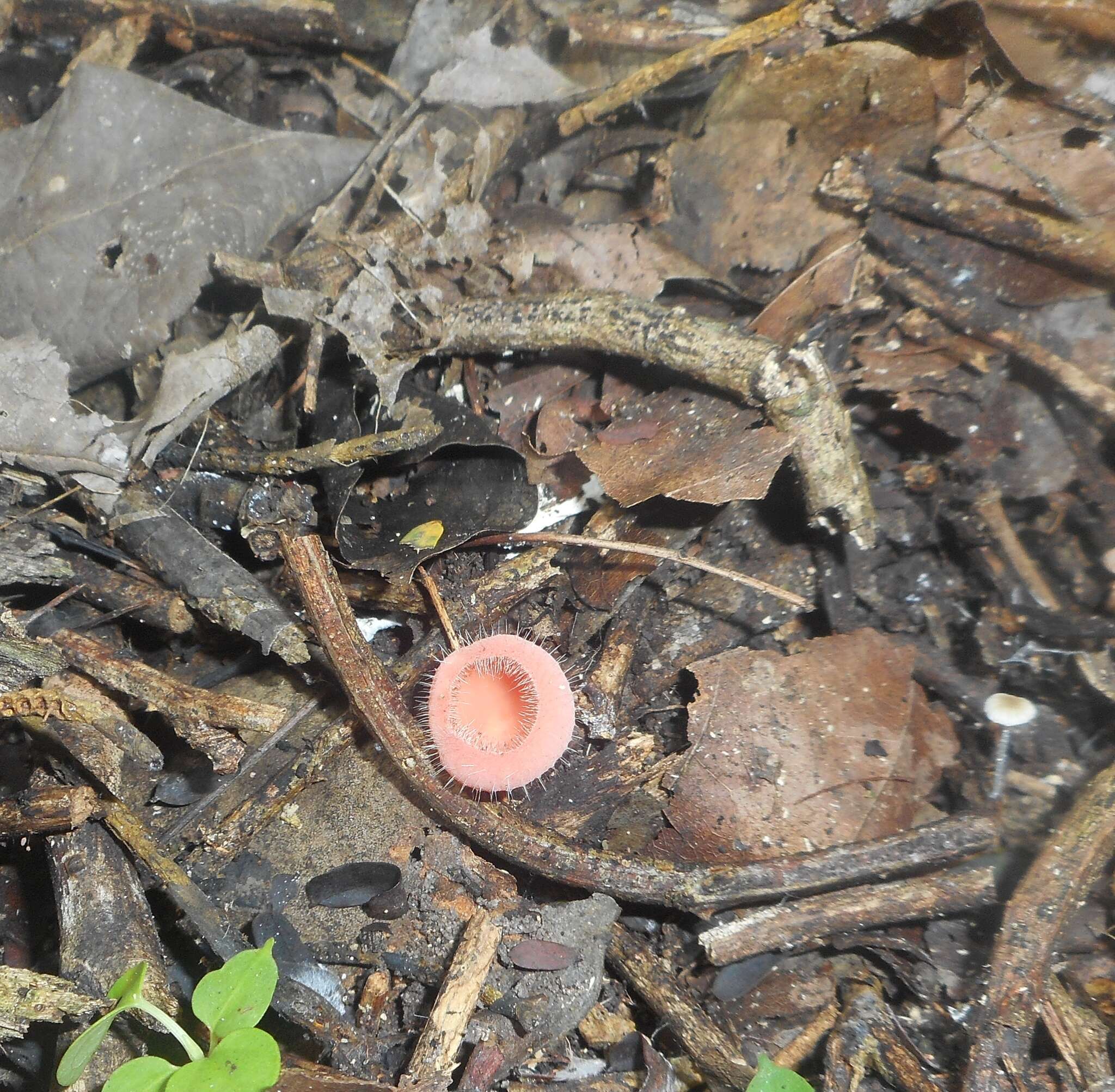 Image of Cookeina tricholoma (Mont.) Kuntze 1891