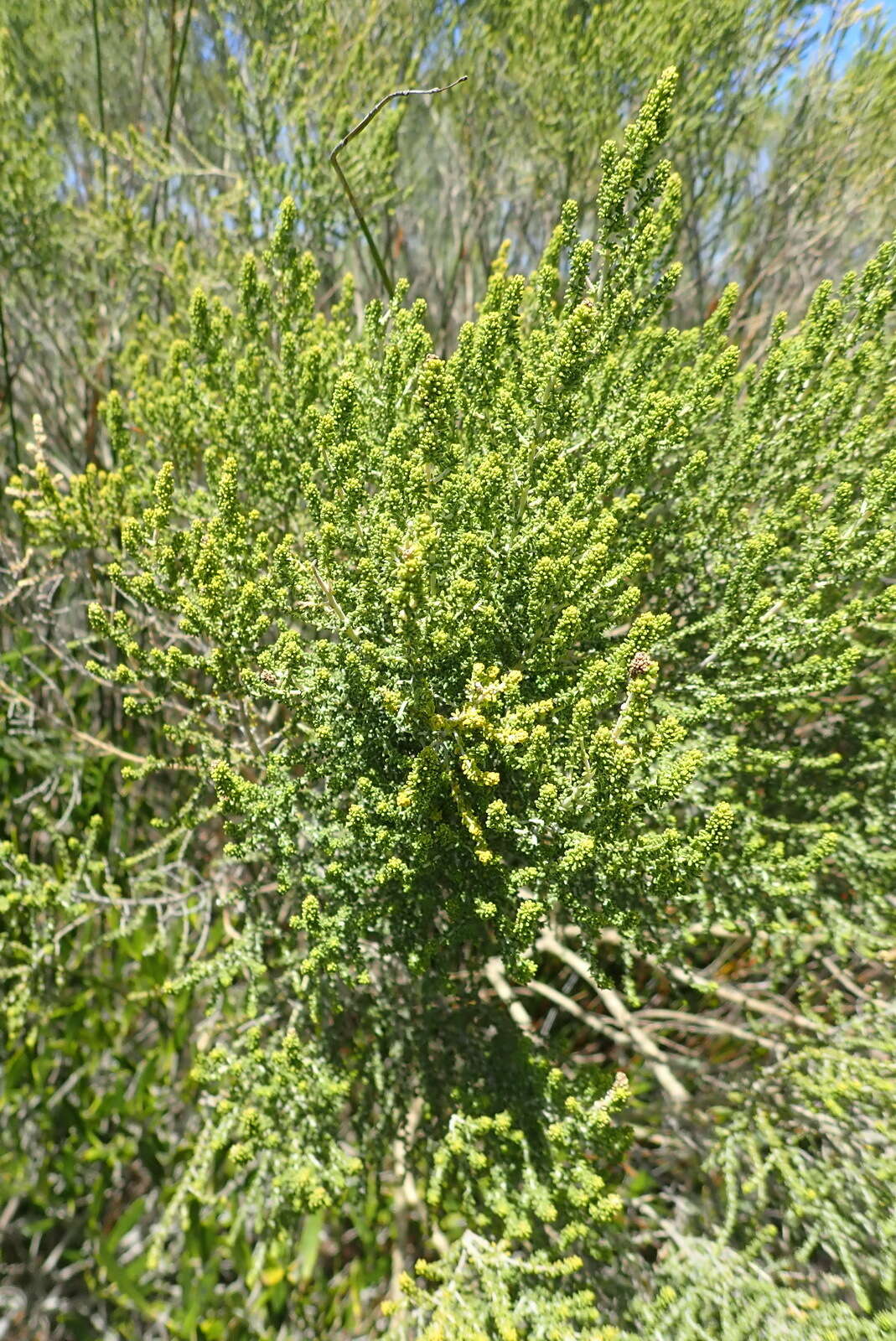 Слика од Aspalathus obtusifolia R. Dahlgren