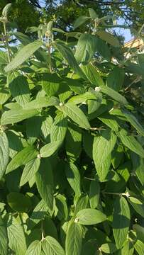 Image of Leatherleaf Viburnum