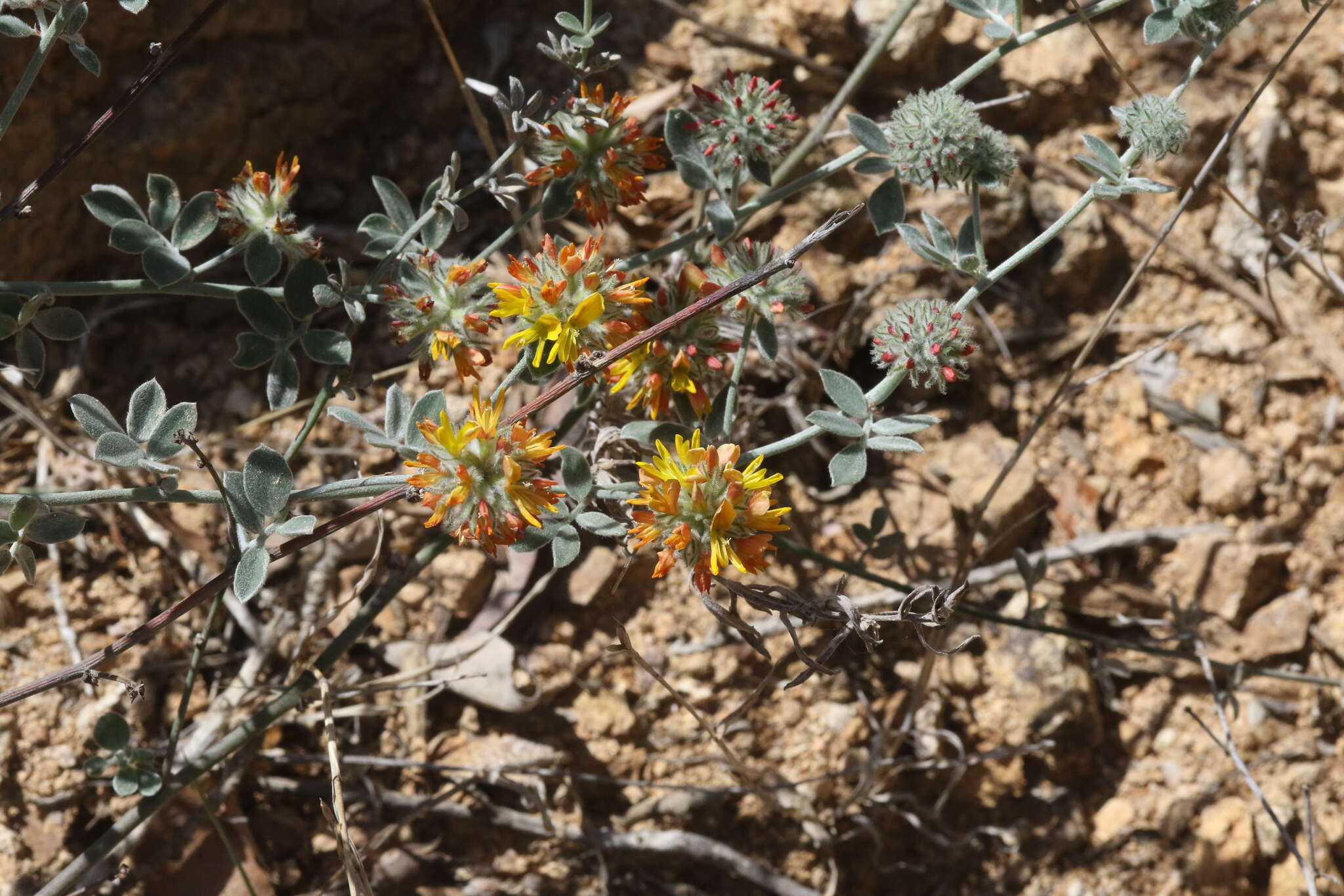 Image of <i>Acmispon argophyllus</i> var. <i>argenteus</i>