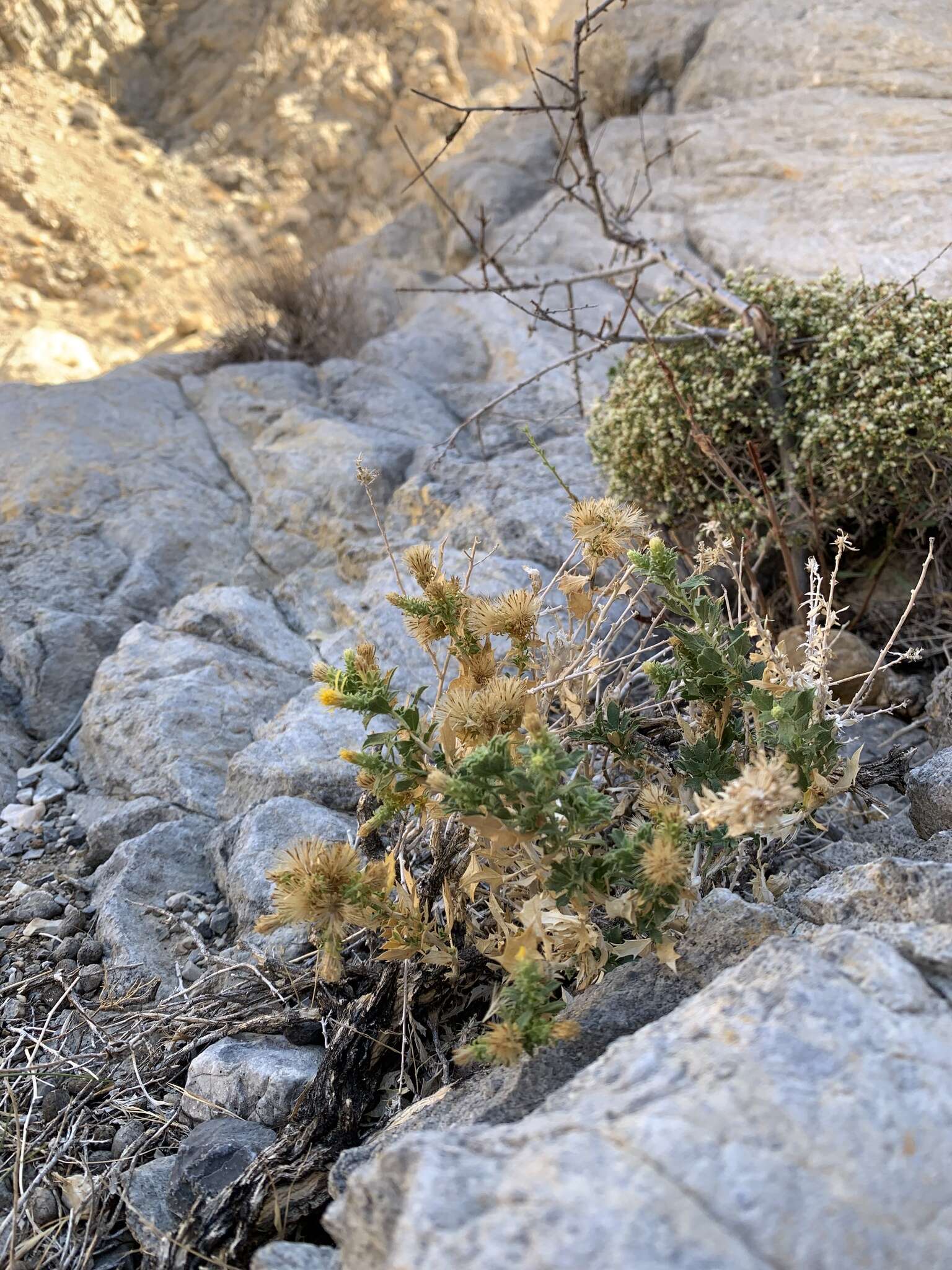 Image of brickellbush goldenweed