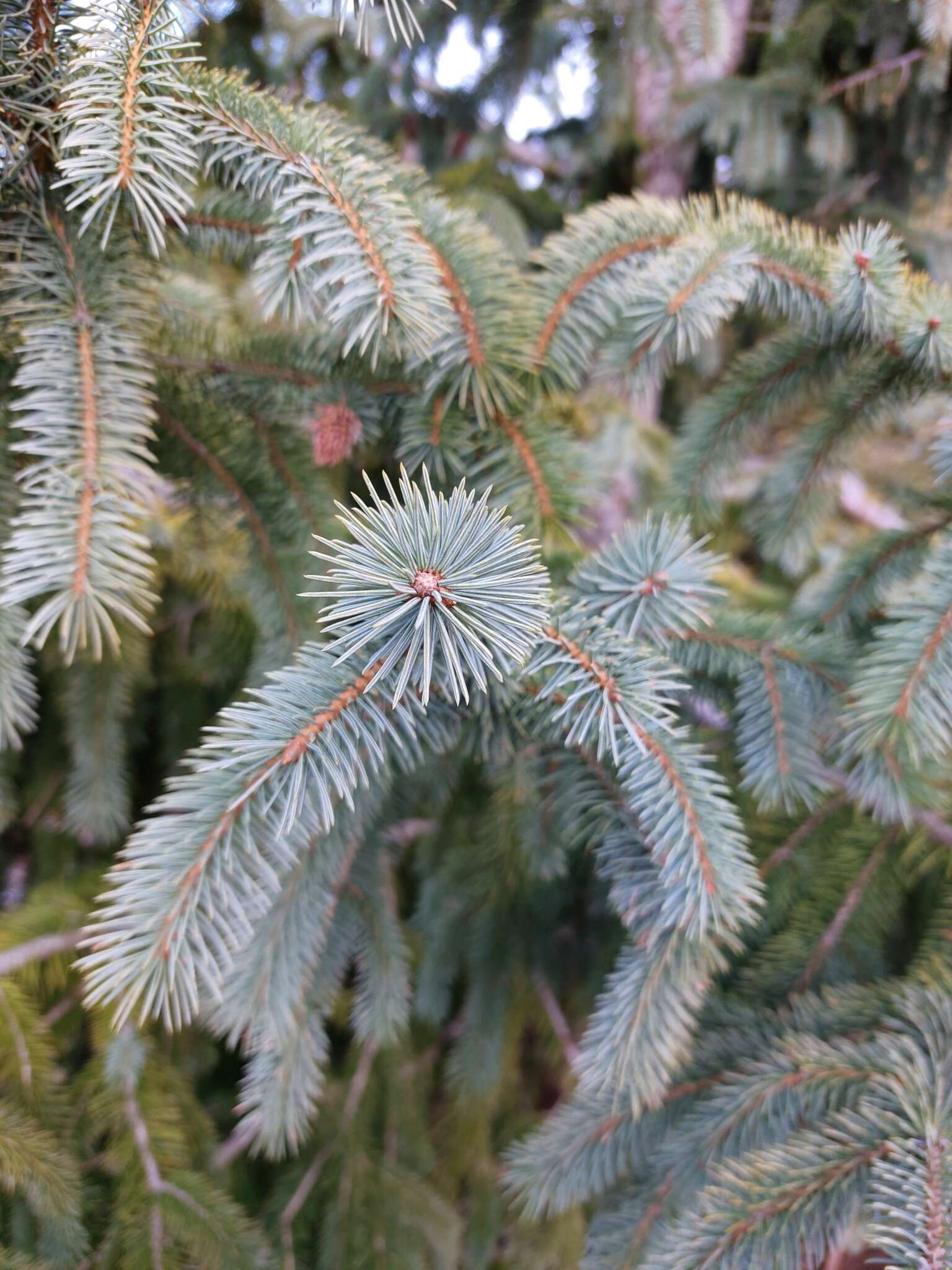 Imagem de Picea engelmannii subsp. mexicana (Martínez) P. A. Schmidt