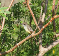 صورة Myiarchus tyrannulus (Müller & Pls 1776)