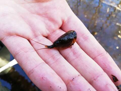 Image of Tadpole shrimp