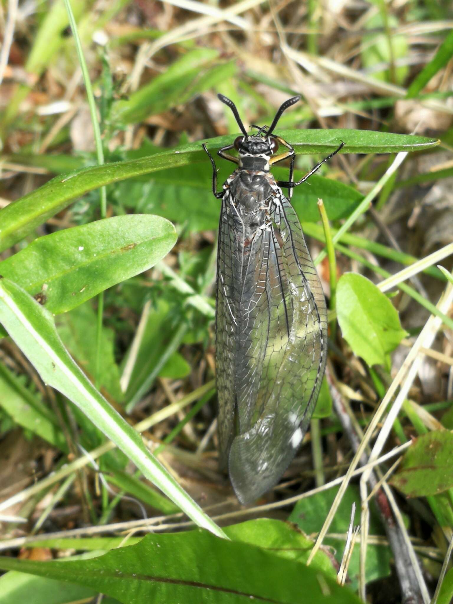 Image of ant-lion