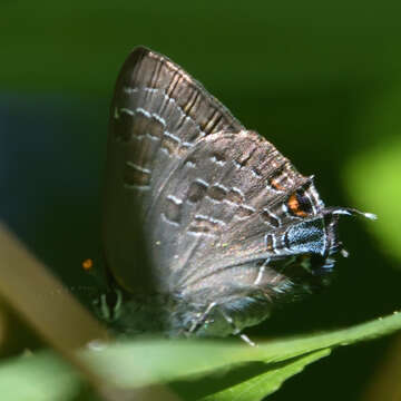 Image of hickory hairstreak