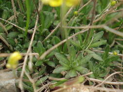 Image of fewseed draba