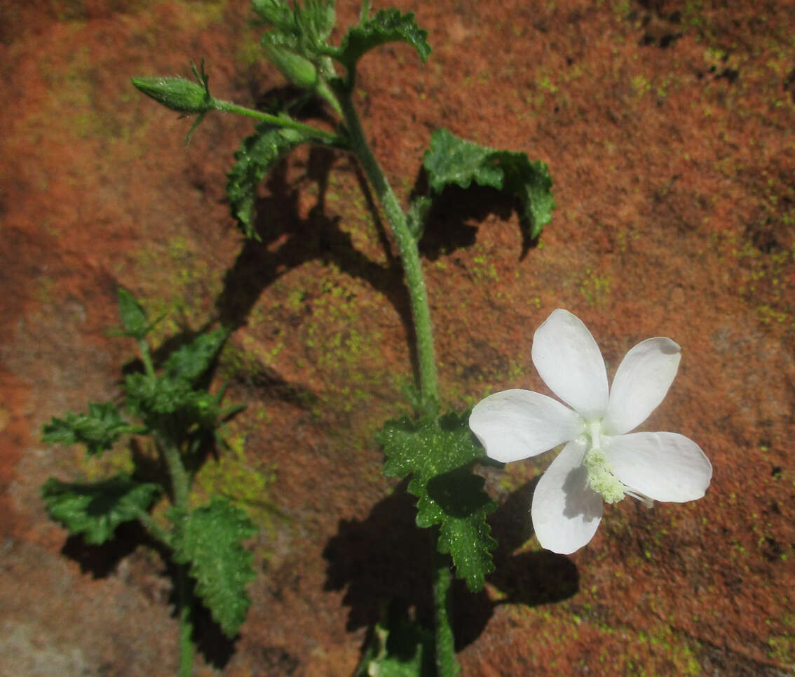 Imagem de Hibiscus meyeri Harv.