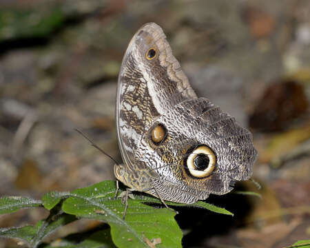 Image of Caligo idomeneus Linnaeus 1758