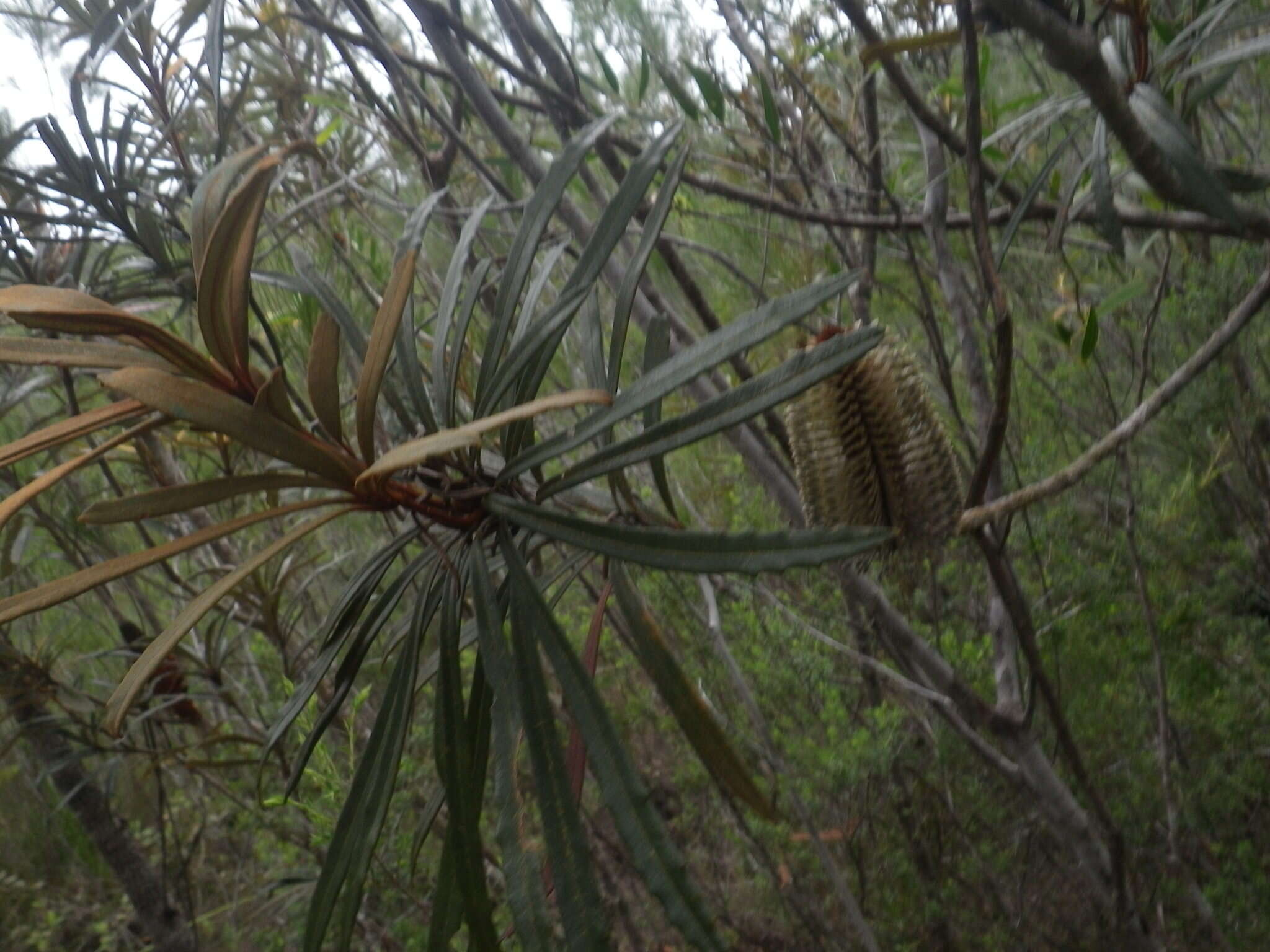 Image of blue banksia