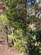 Image of Melaleuca decora (Salisb.) Britten