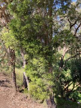 Image of Melaleuca decora (Salisb.) Britten