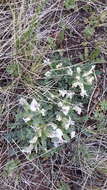 Plancia ëd Oxytropis includens Basil.